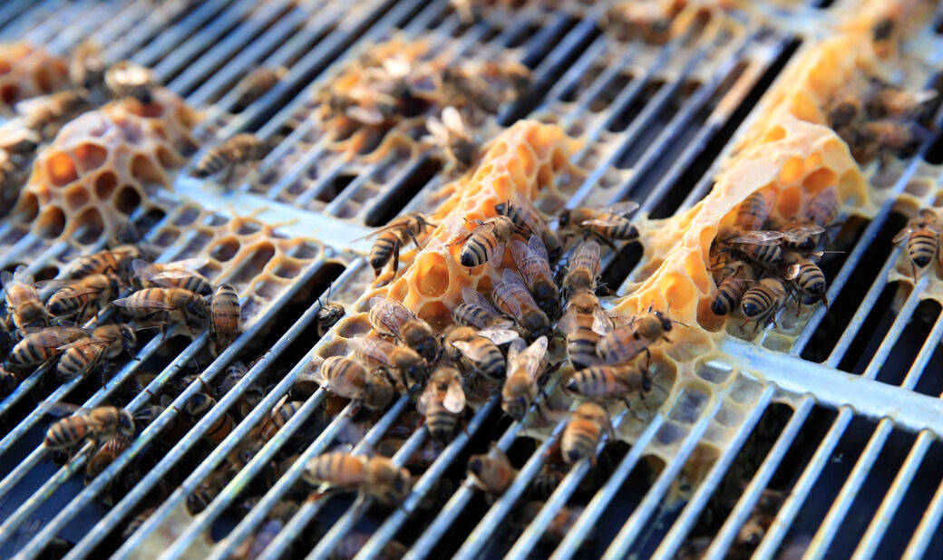 UB bee hives